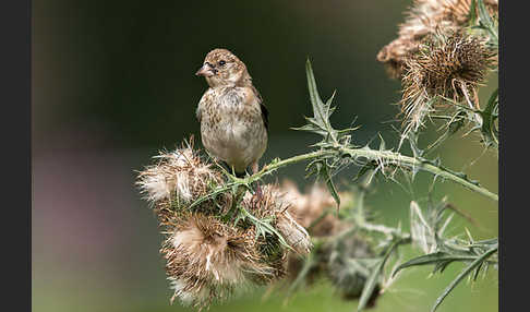 Stieglitz (Carduelis carduelis)