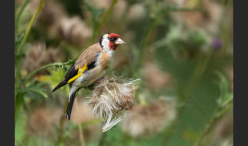 Stieglitz (Carduelis carduelis)