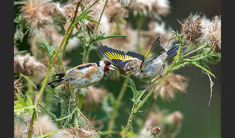 Stieglitz (Carduelis carduelis)