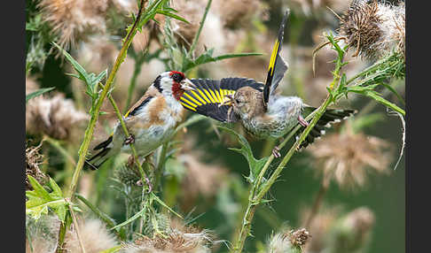 Stieglitz (Carduelis carduelis)