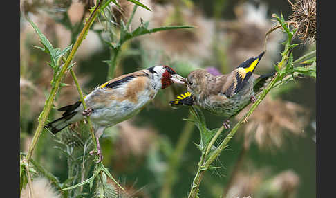 Stieglitz (Carduelis carduelis)