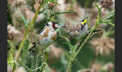 Stieglitz (Carduelis carduelis)