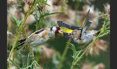 Stieglitz (Carduelis carduelis)