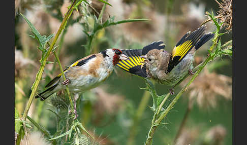 Stieglitz (Carduelis carduelis)