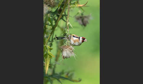 Stieglitz (Carduelis carduelis)