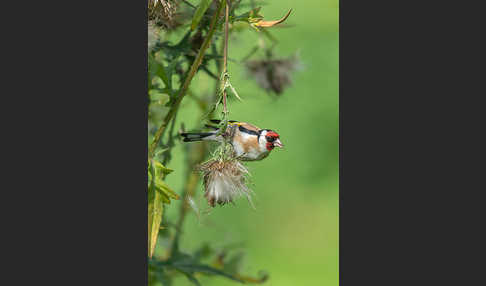 Stieglitz (Carduelis carduelis)