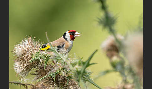 Stieglitz (Carduelis carduelis)