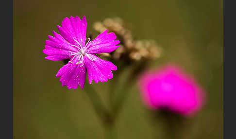 Karthäuser-Nelke (Dianthus carthusianorum)