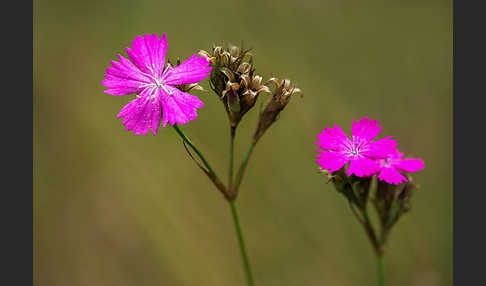 Karthäuser-Nelke (Dianthus carthusianorum)