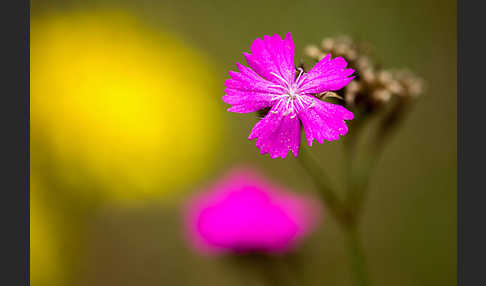 Karthäuser-Nelke (Dianthus carthusianorum)