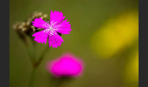 Karthäuser-Nelke (Dianthus carthusianorum)