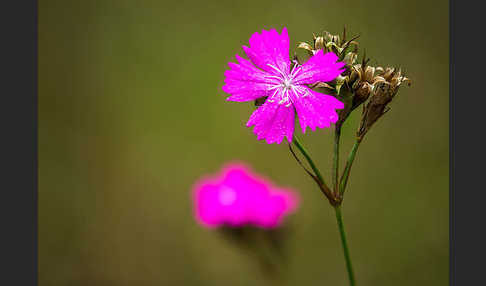 Karthäuser-Nelke (Dianthus carthusianorum)