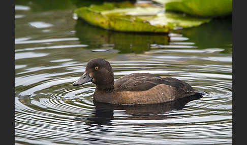 Reiherente (Aythya fuligula)