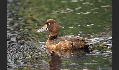 Reiherente (Aythya fuligula)