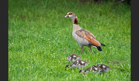 Nilgans (Alopochen aegyptiacus)