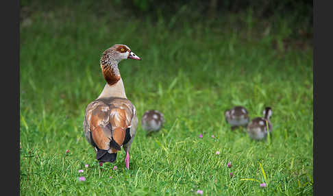 Nilgans (Alopochen aegyptiacus)