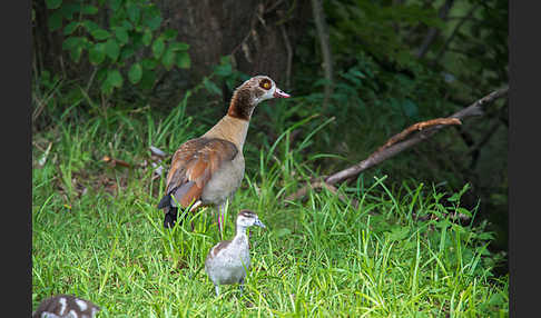 Nilgans (Alopochen aegyptiacus)