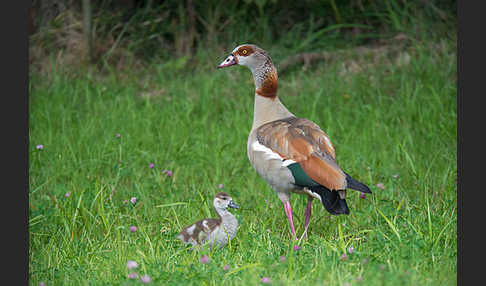 Nilgans (Alopochen aegyptiacus)