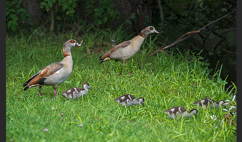 Nilgans (Alopochen aegyptiacus)