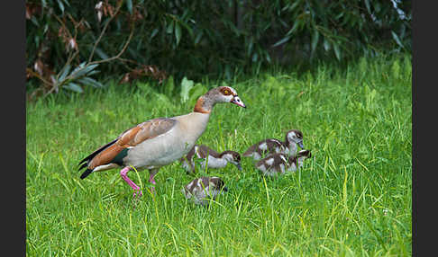 Nilgans (Alopochen aegyptiacus)