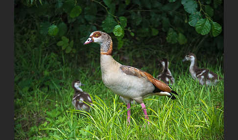 Nilgans (Alopochen aegyptiacus)