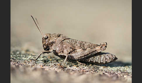 Rotflügelige Schnarrschrecke (Psophus stridulus)