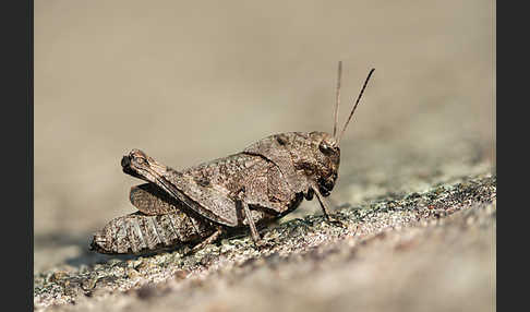 Rotflügelige Schnarrschrecke (Psophus stridulus)