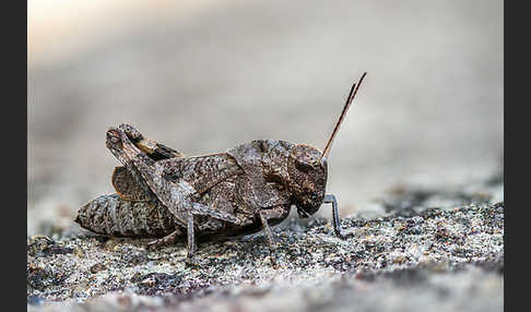 Rotflügelige Schnarrschrecke (Psophus stridulus)