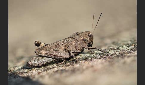 Rotflügelige Schnarrschrecke (Psophus stridulus)