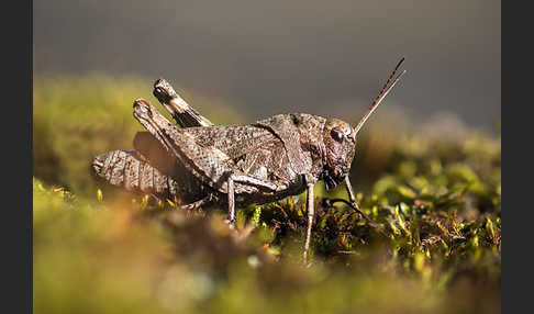 Rotflügelige Schnarrschrecke (Psophus stridulus)