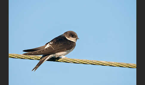 Mehlschwalbe (Delichon urbica)