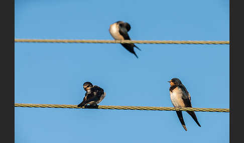 Rauchschwalbe (Hirundo rustica)