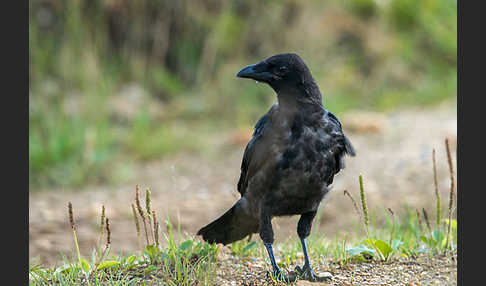 Rabenkrähe (Corvus corone corone)