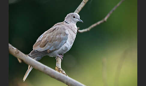 Türkentaube (Streptopelia decaocto)