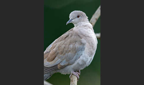 Türkentaube (Streptopelia decaocto)