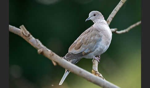 Türkentaube (Streptopelia decaocto)