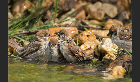 Feldsperling (Passer montanus)