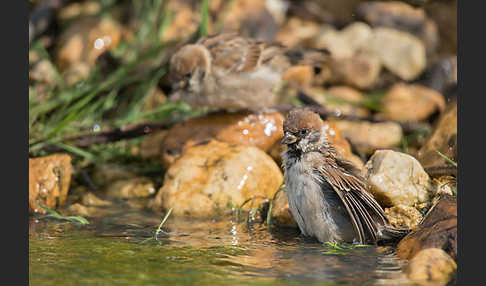 Feldsperling (Passer montanus)