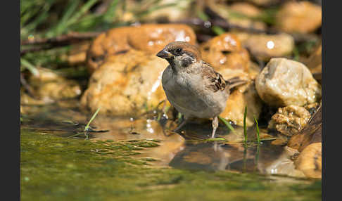 Feldsperling (Passer montanus)