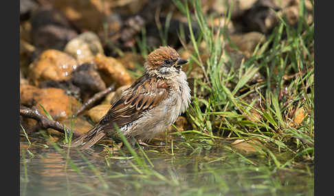 Feldsperling (Passer montanus)