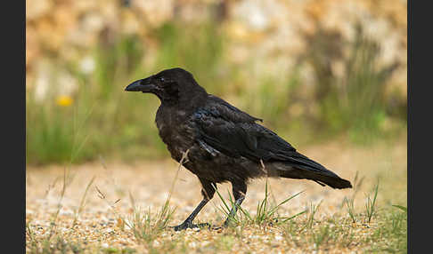 Rabenkrähe (Corvus corone corone)