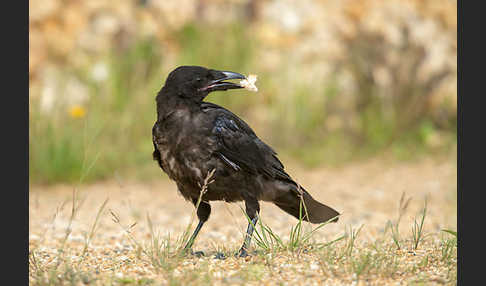 Rabenkrähe (Corvus corone corone)