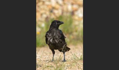 Rabenkrähe (Corvus corone corone)