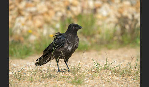 Rabenkrähe (Corvus corone corone)