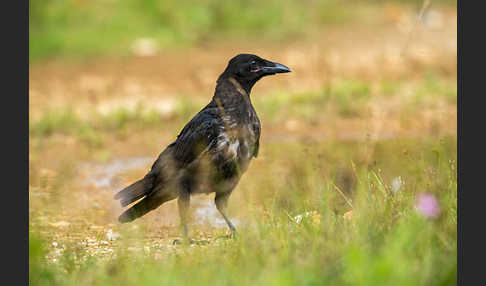 Rabenkrähe (Corvus corone corone)