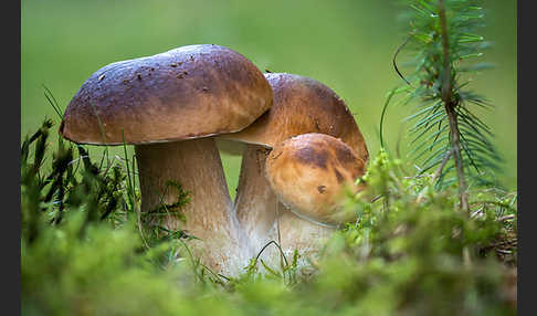 Steinpilz (Boletus edulis)