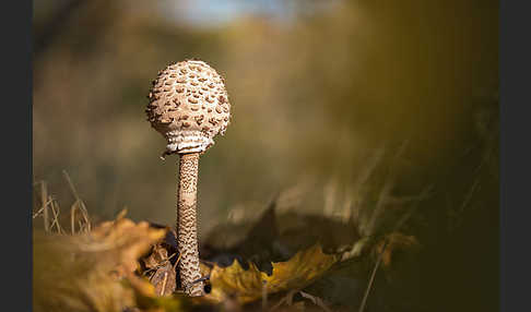 Parasol (Macrolepiota procera)