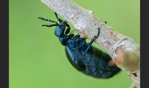 Violetter Ölkäfer (Meloe violaceus)