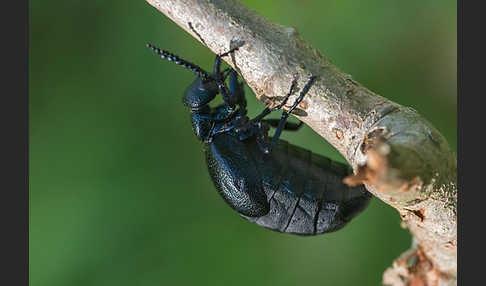 Violetter Ölkäfer (Meloe violaceus)