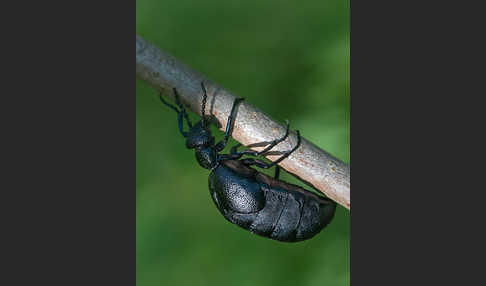 Violetter Ölkäfer (Meloe violaceus)